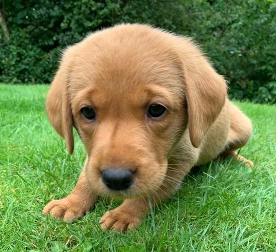 Prodajem pse i stence labrador retrivera