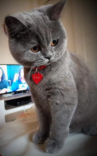 british & scottish fold blue, lilac kat