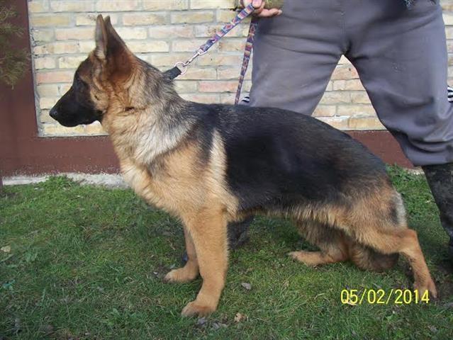Nemacki Ovcar