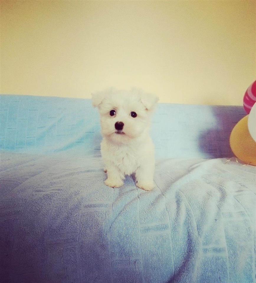 Maltezer-