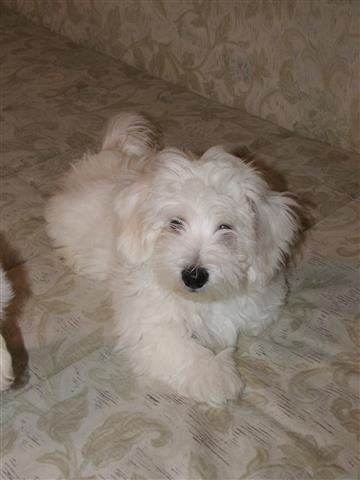 COTON DE TULEAR-štene