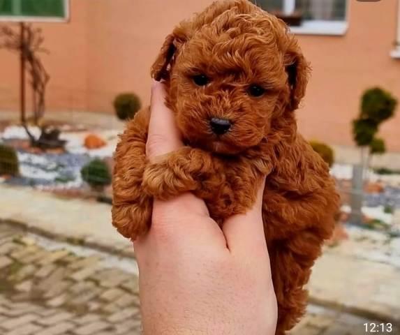 Bebe-Toy-i-mini-pudle-