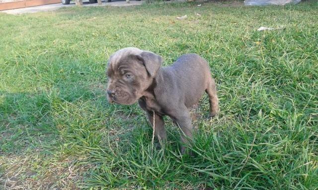Cane-Corso-štenad-