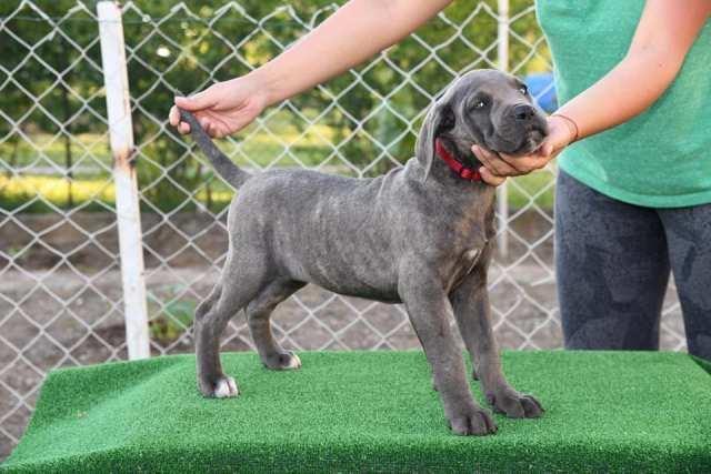 Cane-Corso--štenci