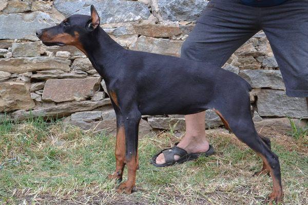 DOBERMAN-štenci-