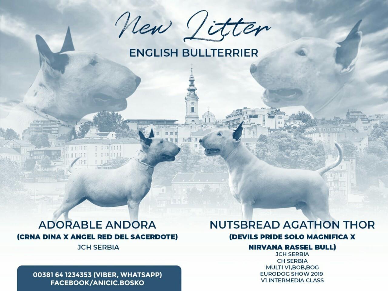 Bulterijer-štenci