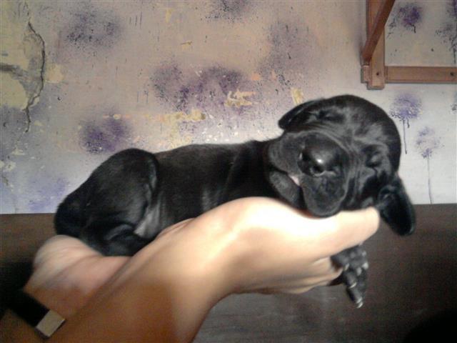 Nemacka-doga