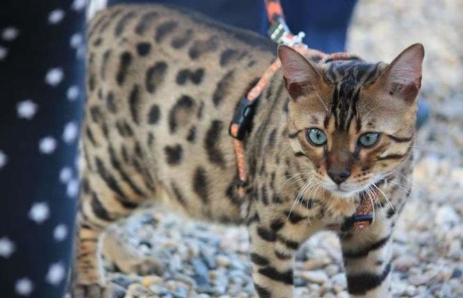 Bengalski mačići