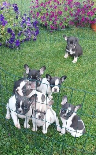Francuski-buldog-štenci-plave-boje