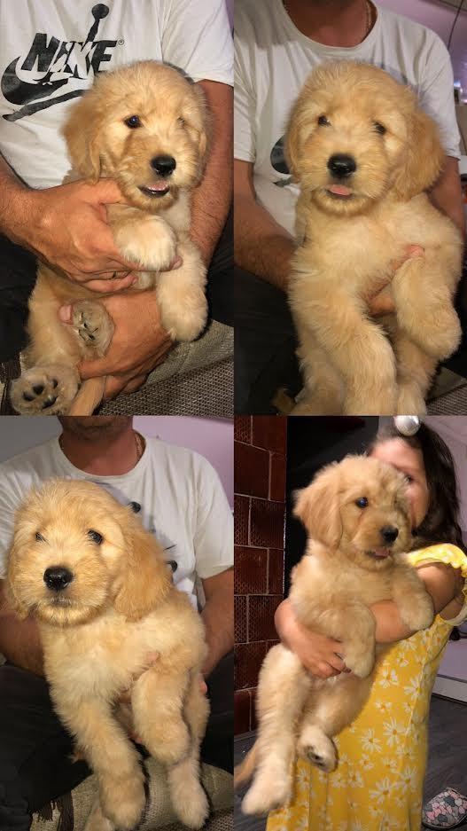 Goldendoodle-