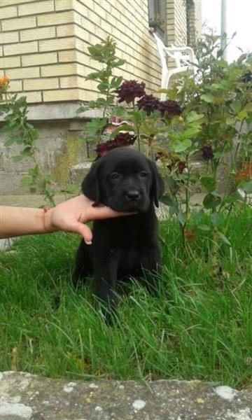 Labrador-retriver-stenci-