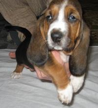 Basset-Hound--Baset-štenci