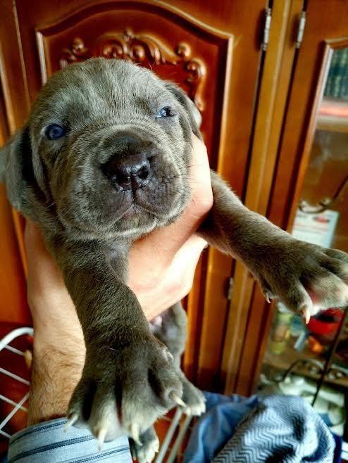 Cane-Corso-stenci