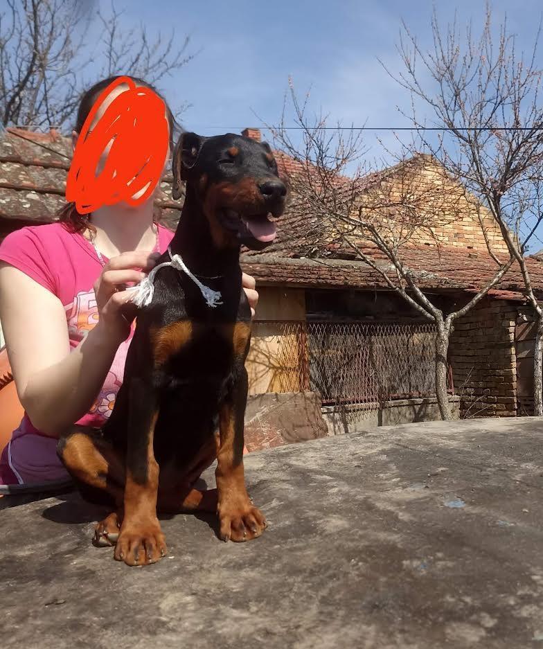 Doberman-štenci-
