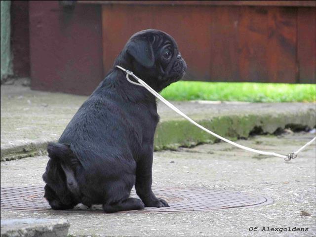 Mops 2 muzjaka na prodaju