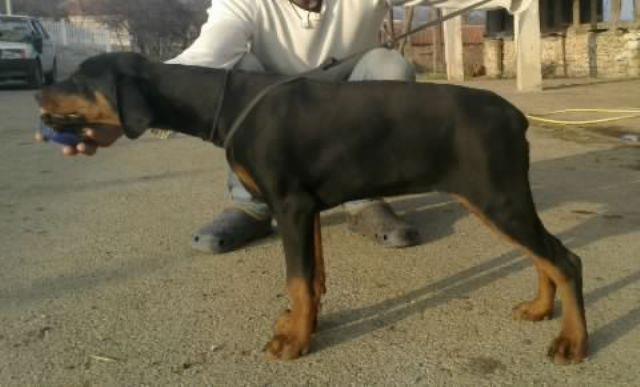 Doberman-stenad-