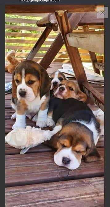 Bigl-stenci