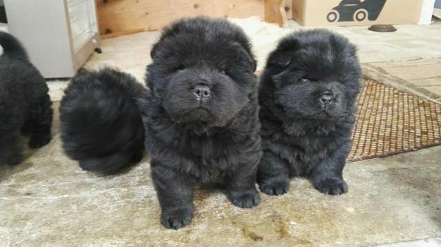 Chow-chow-Cau-cau-stenad