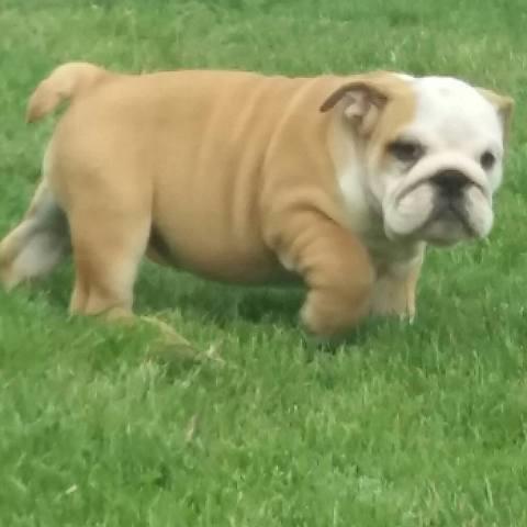 Engleski-buldog--prelepa-stenad