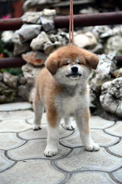 Akita-inu