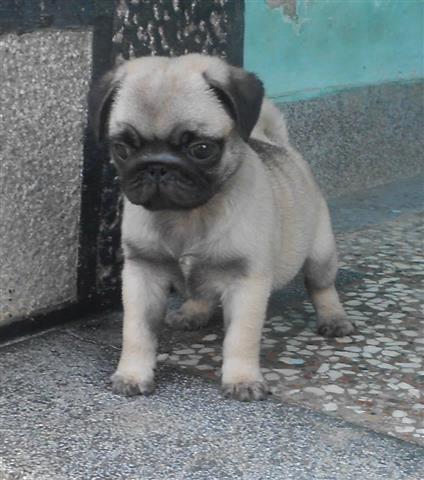 Mops stenad iz extra kombinacije!