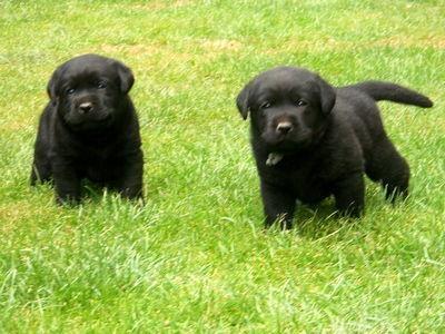 Stenad labrador retrivera 