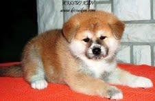 Akita inu stenci