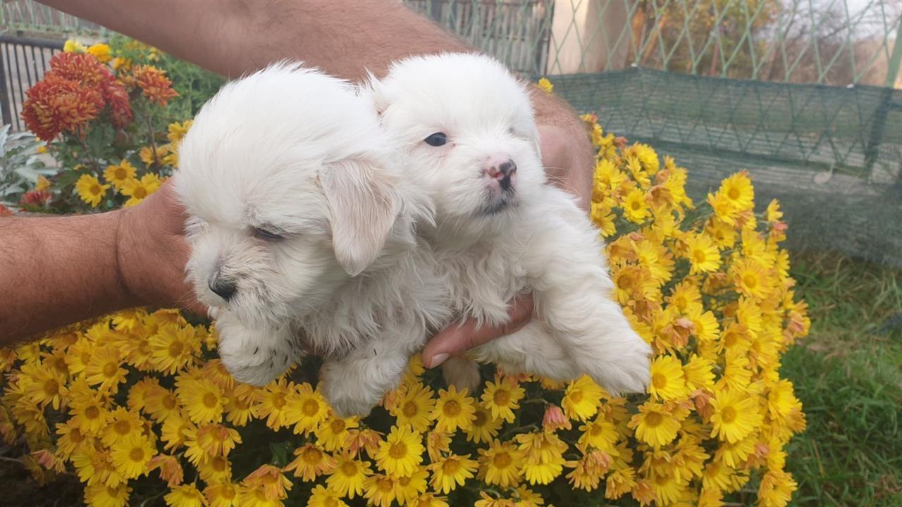 Coton-de-Tulear