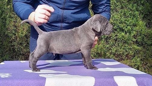 Cane-corso-stenci-sive-boje