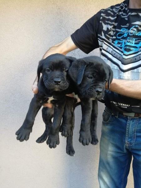Cane-corso-stenci