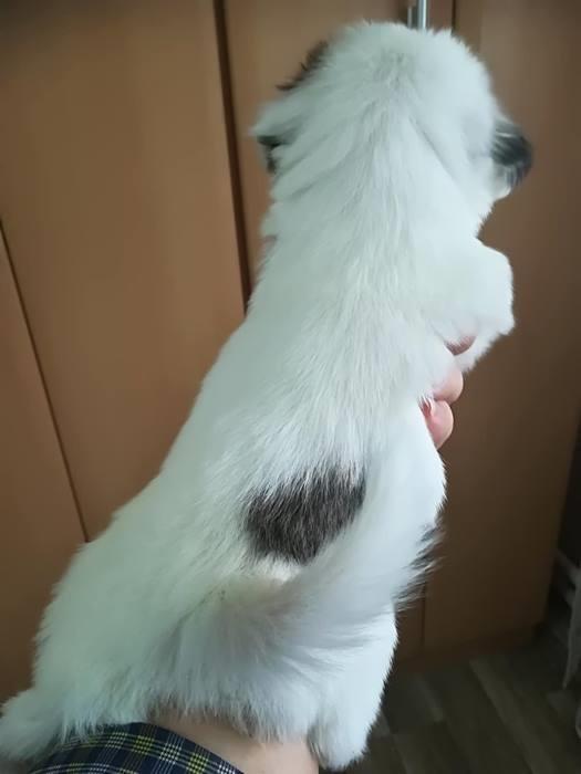 Coton-de-tulear-