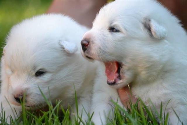 Sibirski samojed
