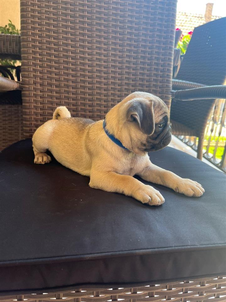 Mops-štenci