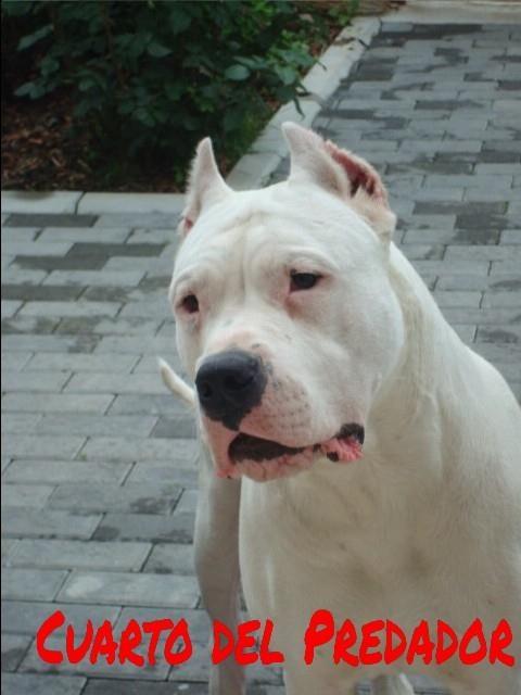 DOGO-ARGENTINO-štenad