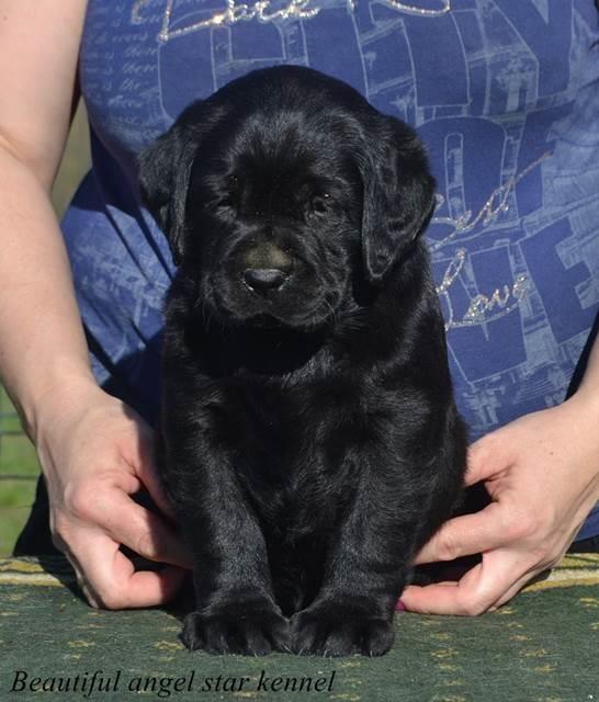 Stenci-labrador-retrivera-