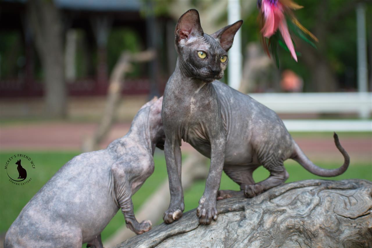 Sphynx-mace-