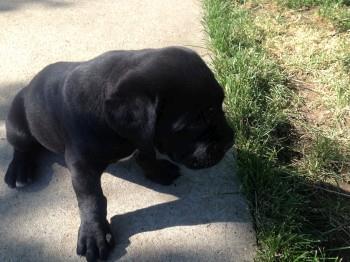 Cane-corso-stenci