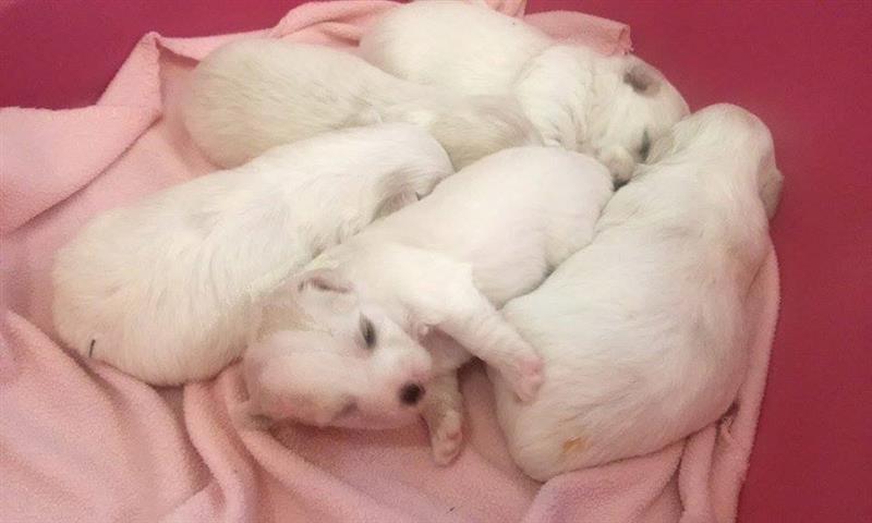 Coton-de-Tulear---prelepi--zdravi-stenci