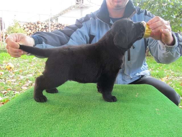 Labrador-Retriver-vrhunsko-leglo
