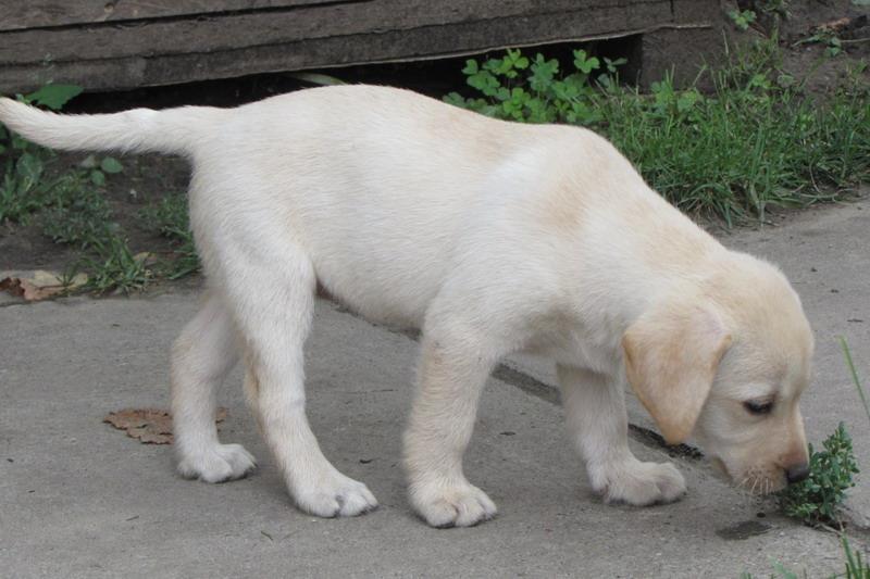 Labrador-retriver-stenad