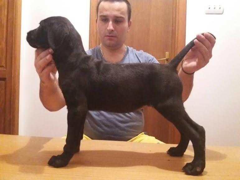 CANE-CORSO-Vrhunska-štenad