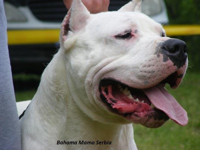 Dogo-Argentino-stenci