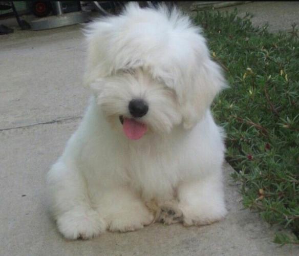 Coton de Tulear