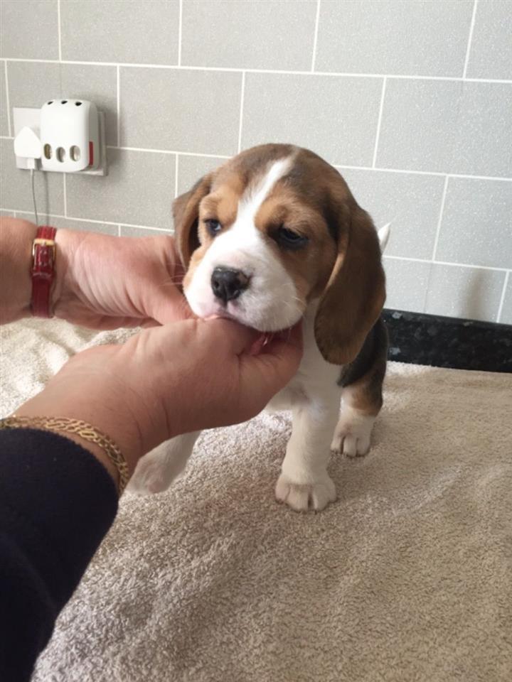 Prekrasne-psiće-Beagle-na-prodaju