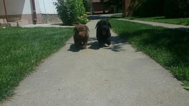 Labrador-retriver--stenci