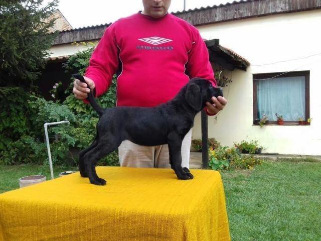 Cane-Corso---POVOLJNO
