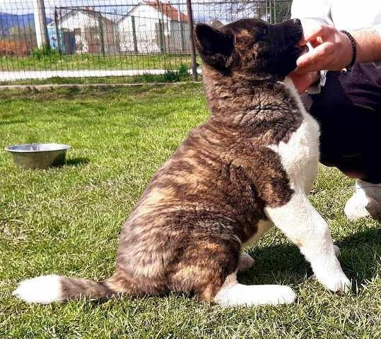 Američka-Akita--štenci