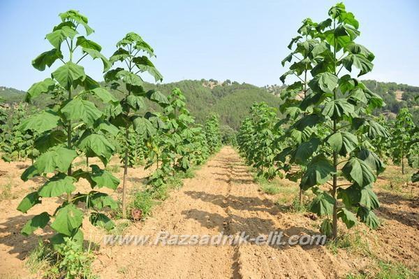 Rasadi---Paulownia