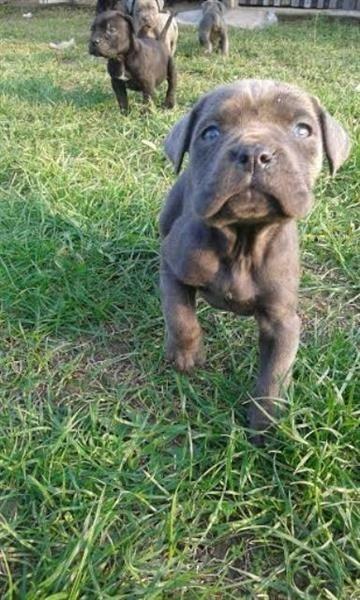 Cane-Corso-štenad-