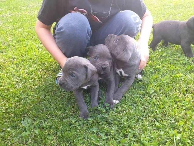 Cane-Corso--štenci